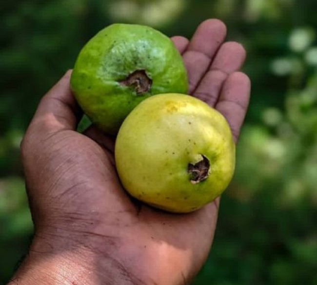 Ecotech Guava Orchard