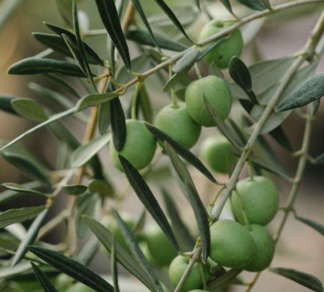 Ecotech Olive Orchard